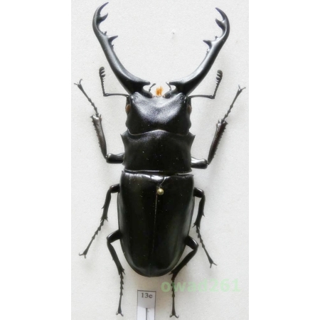 Prosopocoilus giraffa borobudur Mizunuma & Nagai 1991 +80mm Indonesia, Java Is13e